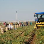 Patates Niğde üreticisinin yüzünü güldürdü