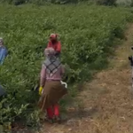 Patlıcan tarlasında mesaiye müzik arası