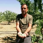 Hobisi 400 dönümlük badem bahçesine dönüştü