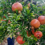 Mersin'de nar hasadında fiyat tahmini