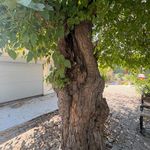 Mersin’de tarihe tanıklık eden dut ağacının yaşı merak konusu