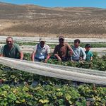 Silifke’de bin 850 metrede çilek denemesi