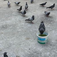 ÖZEL
