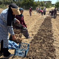 EKONOMİ