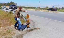 Bir nadir türü daha trafik kurbanı oldu