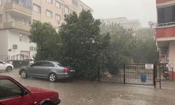 Osmaniye'de fırtına ağaçları kökünden söktü