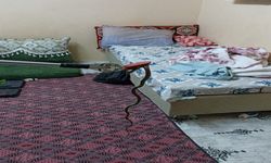 Tarsus’ta Eve Giren Yılan Yakalanıp Doğaya Bırakıldı