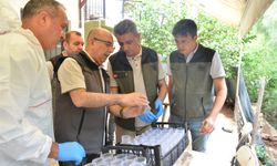 Mersin Ormanlarında Zararlılara Karşı Biyolojik Mücadele Devam Ediyor