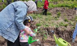 Osmaniye’de ıhlamur fidanları toprakla buluştu