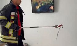 Toroslar’da eve giren yılanı itfaiye ekipleri çıkarttı