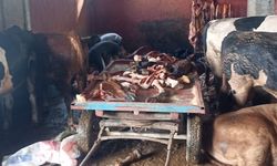 Adana’da Baskın: 2.5 Ton At Eti Ele Geçirildi
