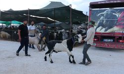 Mersin’de Bayram Öncesi Kurban Pazarı Canlandı