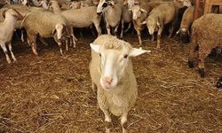 Kurban Bayramı Tatili 9 Güne Çıktı mı, 4-5 Haziran İdari İzin mi, Resmi Tatil Ne Zaman Başlıyor?