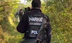 Diyarbakır’da 30 bin kök kenevir ele geçirildi
