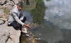 Dicle Nehri'ndeki balıklar tehlikede: “Can Suyu” çağrısı