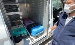 Kötü koku nedeniyle incelenen evde 8 kedi bulundu