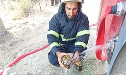 Hatay’da Bahçe Yangınından Kurtarılan Kaplumbağa
