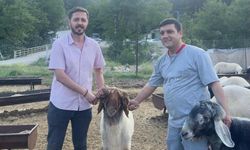 Mersin’de Kurbanlık Fiyatları Arttı, Satışlar Düşüşte