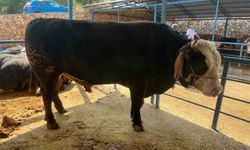 1 ton 300 kiloluk tosun 430 Bin TL’ye satıldı