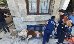 Boğayı Kurtarma Operasyonu Başarıyla Sonuçlandı