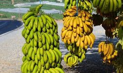 Üreticinin emeğini ucuza almak isteyenlere fırsat vermeyin