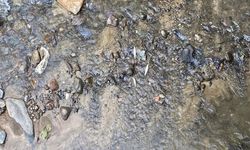 Derede Ölen Balıklar İçin İnceleme Başlatıldı