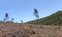 Çamlıyayla ve Silifke’de Kızılçam Ormanları Kendini Yeniliyor