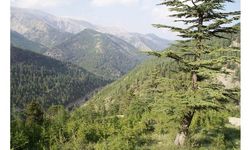 Mezitli Belediyesi’nden Orman Yangını Uyarısı