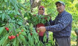 Erkenci Kirazda İlk Hasat Yapıldı... Kilosu 200 Lira