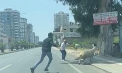 Adana’da Kaçan Koyun ve Keçiler Şehri Birbirine Kattı