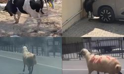 Kurbanlıklar firarda