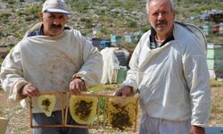 Antalya’da Arıcılar Yayla Yolunda: Kara Kovanlar Doğayla Buluşuyor