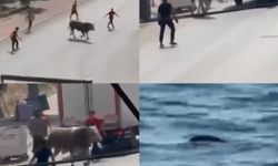 Mersin’de kaçan kurbanlıklar ortalığı karıştırdı: 1 yaralı