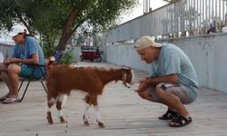 Antalya’da Sahile Gelen Oğlak İlgi Odağı Oldu