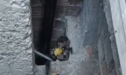 Tarsus'ta Firari Maymun Her Evi Geziyor