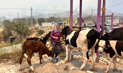 Hatay'da Yangın Yerleşim Yerlerine Sıçradı, Hayvanlarını Zor Kurtardı