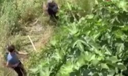 Kurbanlık Dana Yakalandıktan Sonra Şiddet Gördü