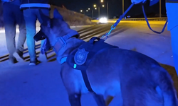 Mersin'de Narkotik Köpeği "Tokyo" Uyuşturucuya Geçit Vermedi