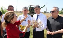 Akdeniz Belediyesi, Yakamoz Buğdayının Hasadını Gerçekleştirdi