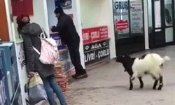 Otogarda Keçi Vakası