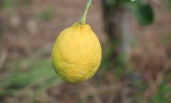 Limon Fiyatları Uçtu, Vatandaş Alternatife Yöneldi