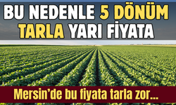 Mersin'de yarı fiyata 5 dönüm tarla: İlk başvuranlar alacak