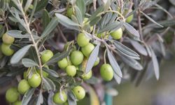 Zeytin, Mersin İçin Sadece Ağaç Değil Kültürdür…