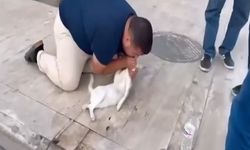 Yaralı Kediye Dakikalarca Kalp Masajı ve Suni Teneffüs Yaptı