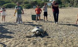 Uydu Cihazı Takılan 5. Kaplumbağa Denizle Buluştu
