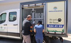 Hayvanlara özel müdürlük, doğal yaşam alanı yolda