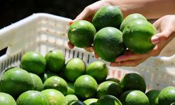 Mersin’de Limon Fiyatları Rekor Kırıyor
