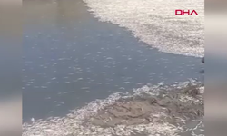 Hatay’da Derede Su Seviyesi Düştü, Balıklar Kıyıya Vurdu