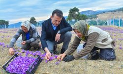 Mersin'de Safran Yetiştiriciliği Büyüyor: 22 Yeni Üretici Başlıyor