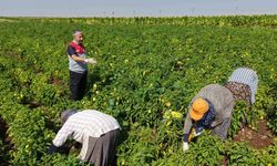 Mersin, Sebze Üretiminde Türkiye’nin İlk 4 İlinden Biri